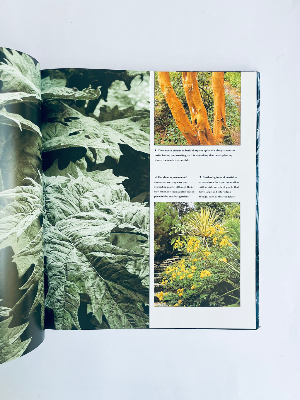 არქიტექტურული მცენარეები