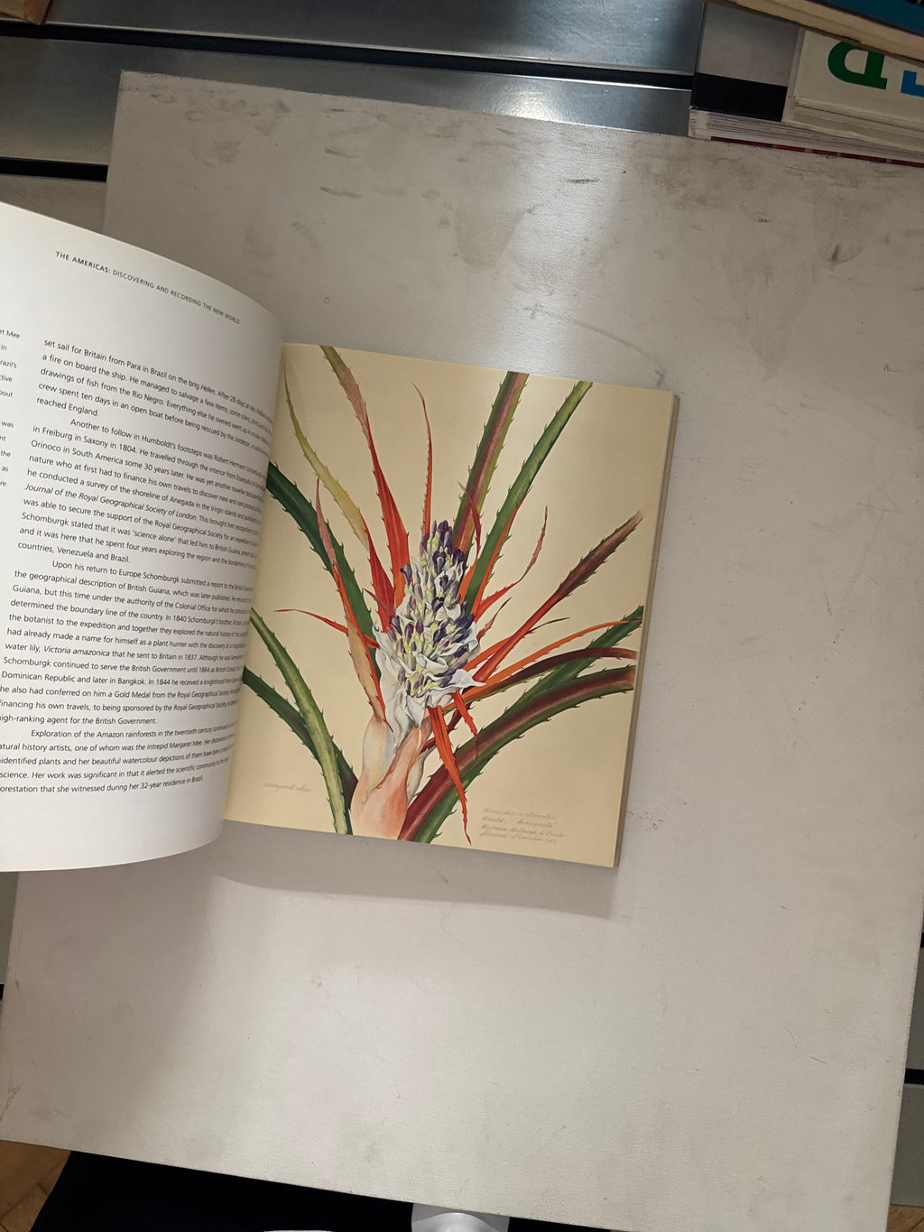 Art of Nature - Judith Magee