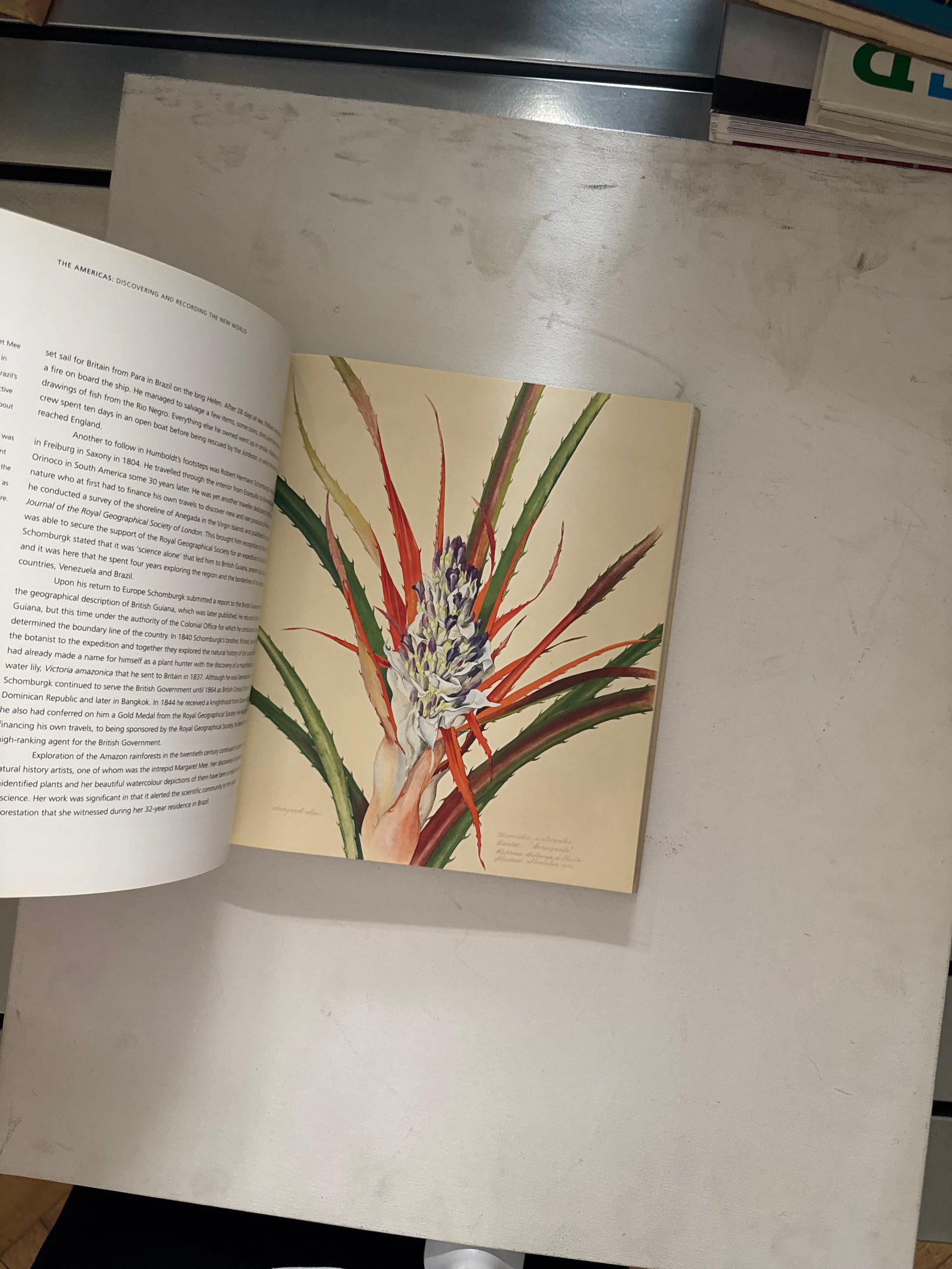 Art of Nature - Judith Magee