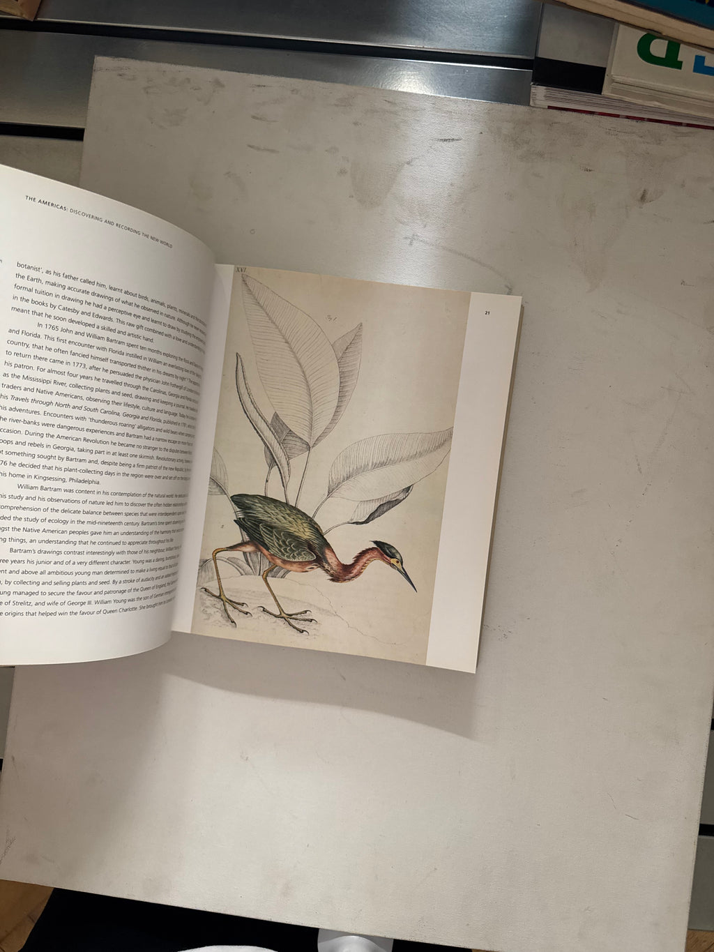 Art of Nature - Judith Magee