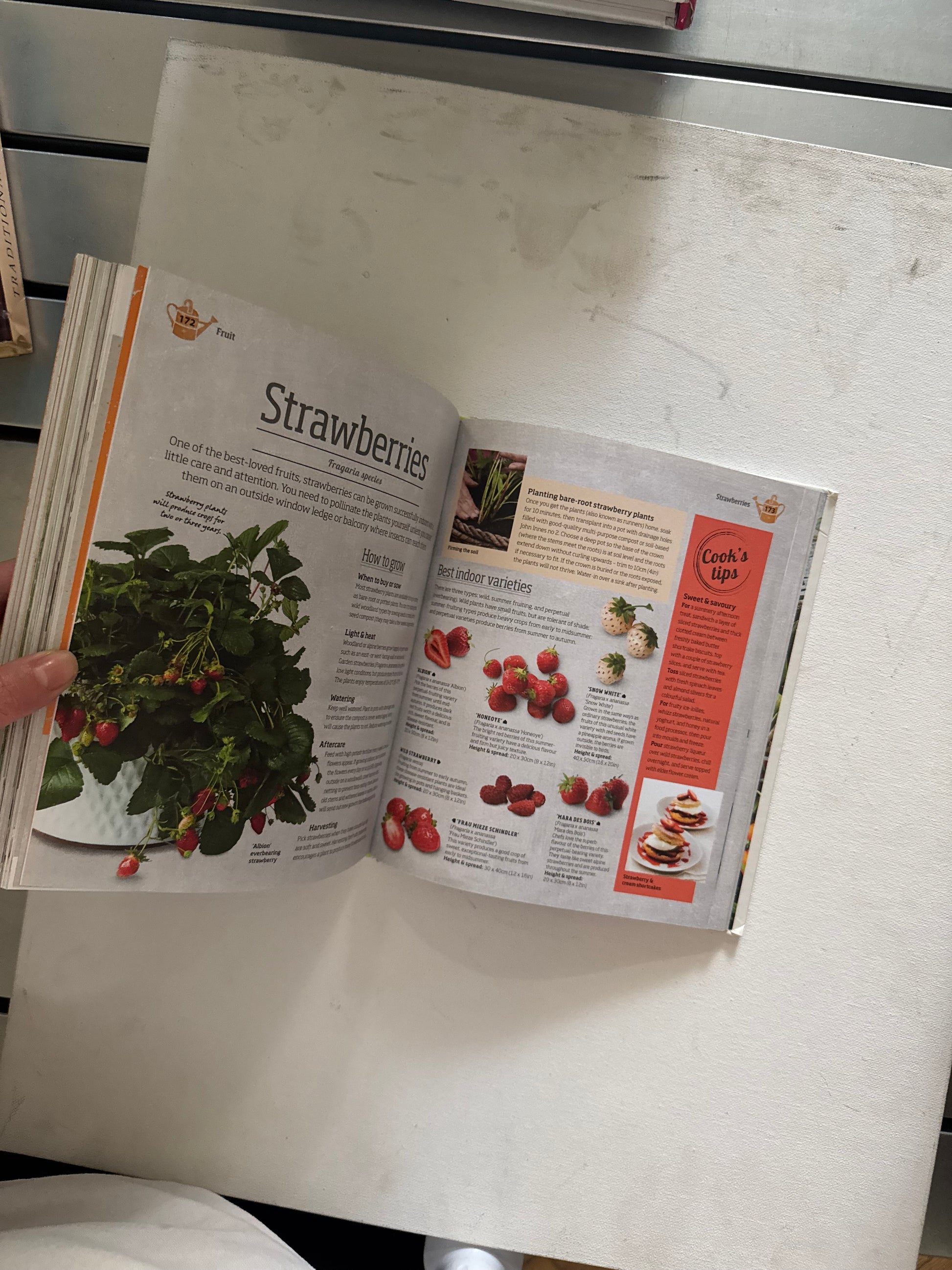 Indoor edible garden