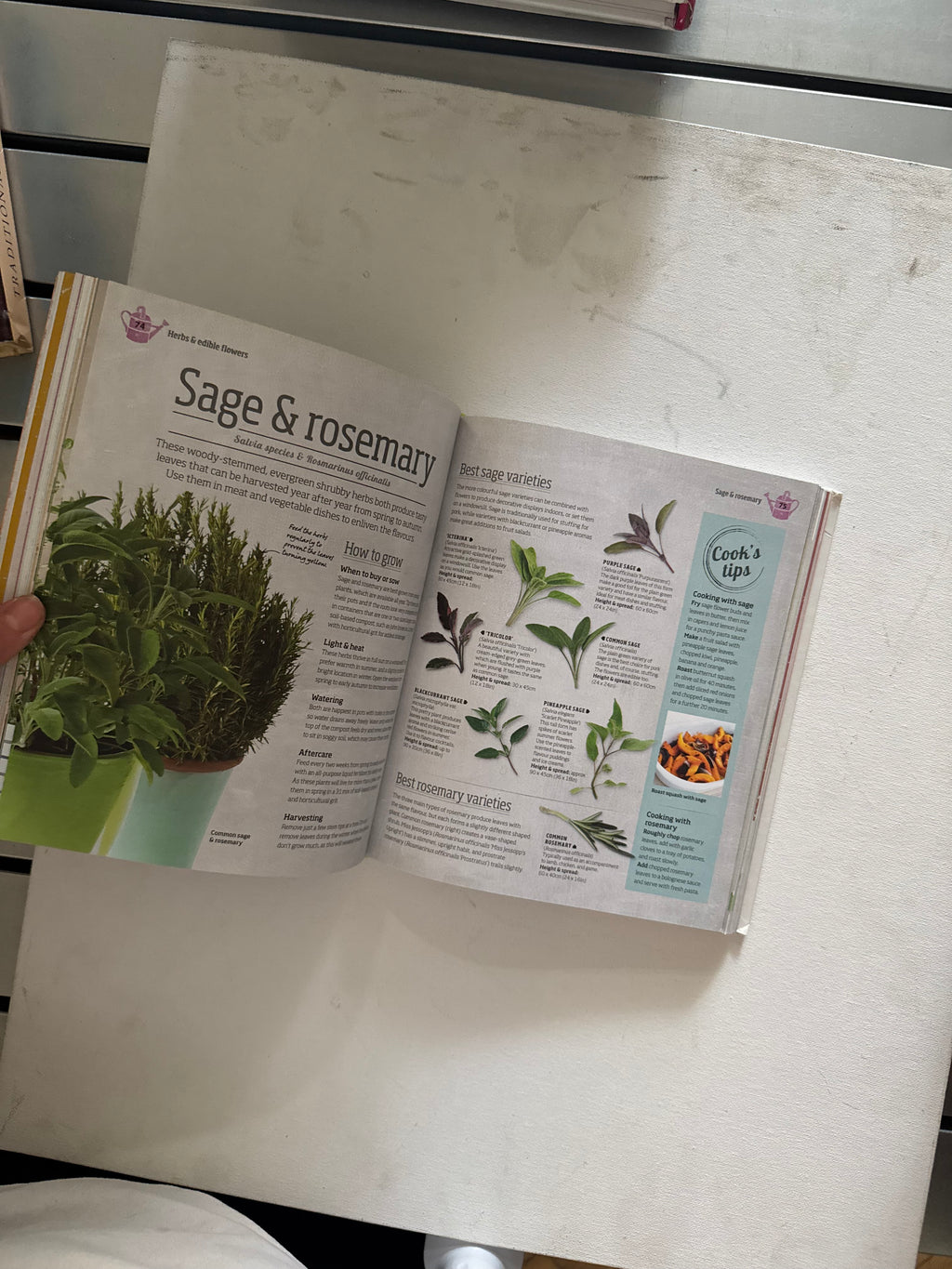 Indoor edible garden