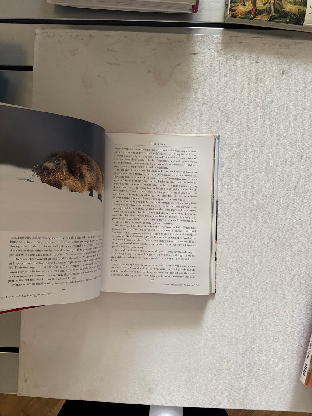 David Attenborough - The Life of Mammals