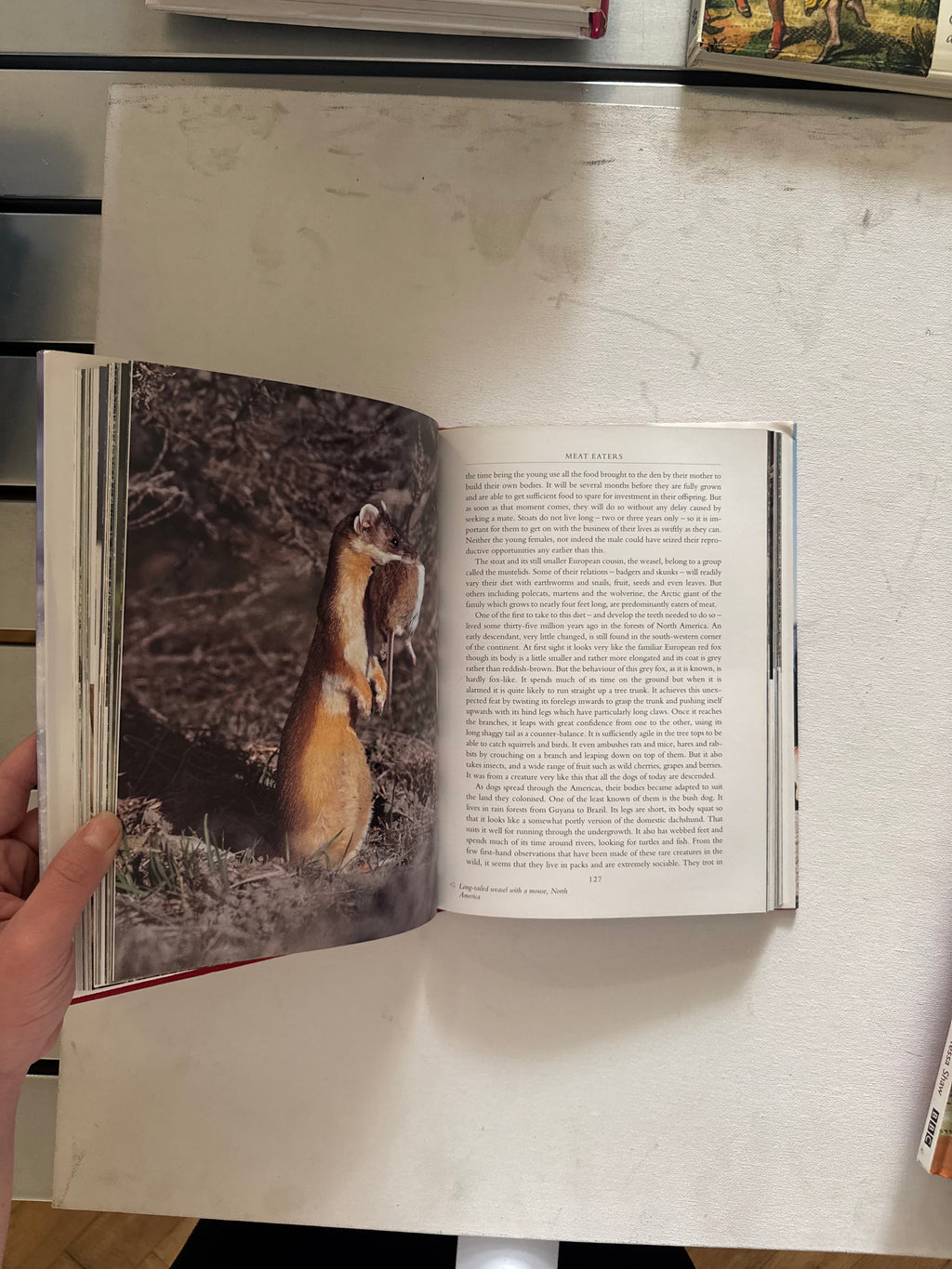 David Attenborough - The Life of Mammals