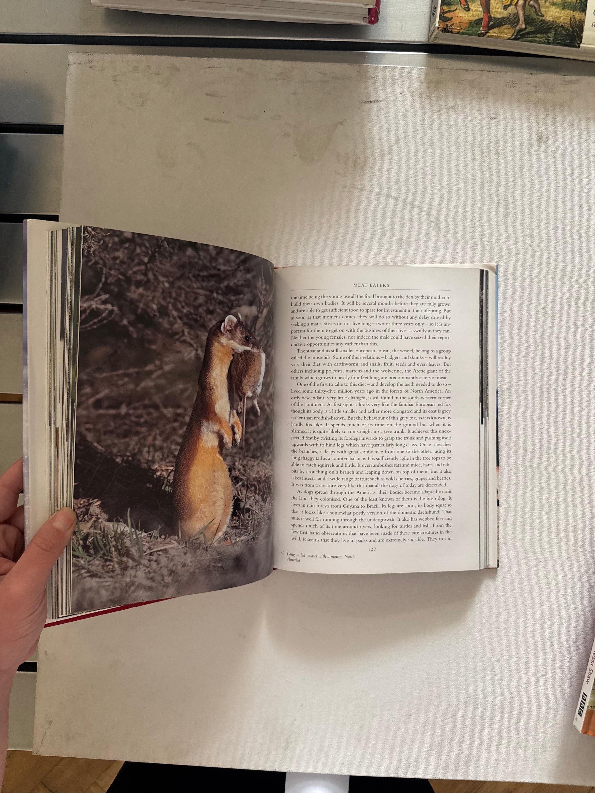 David Attenborough - The Life of Mammals