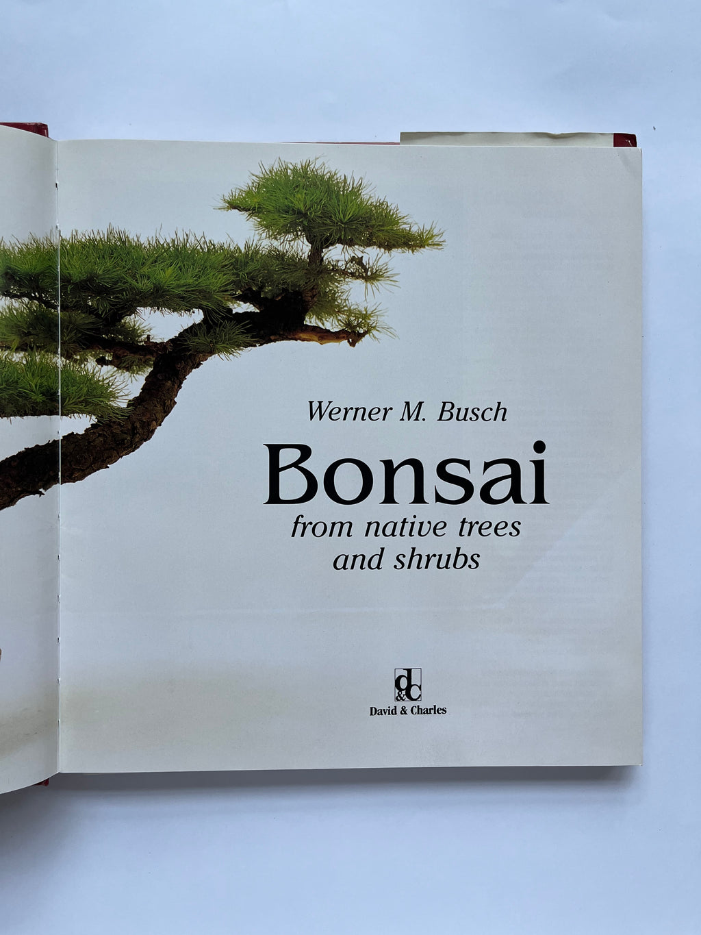 ბონსაი მშობლიური ხეებიდან და ბუჩქებიდან