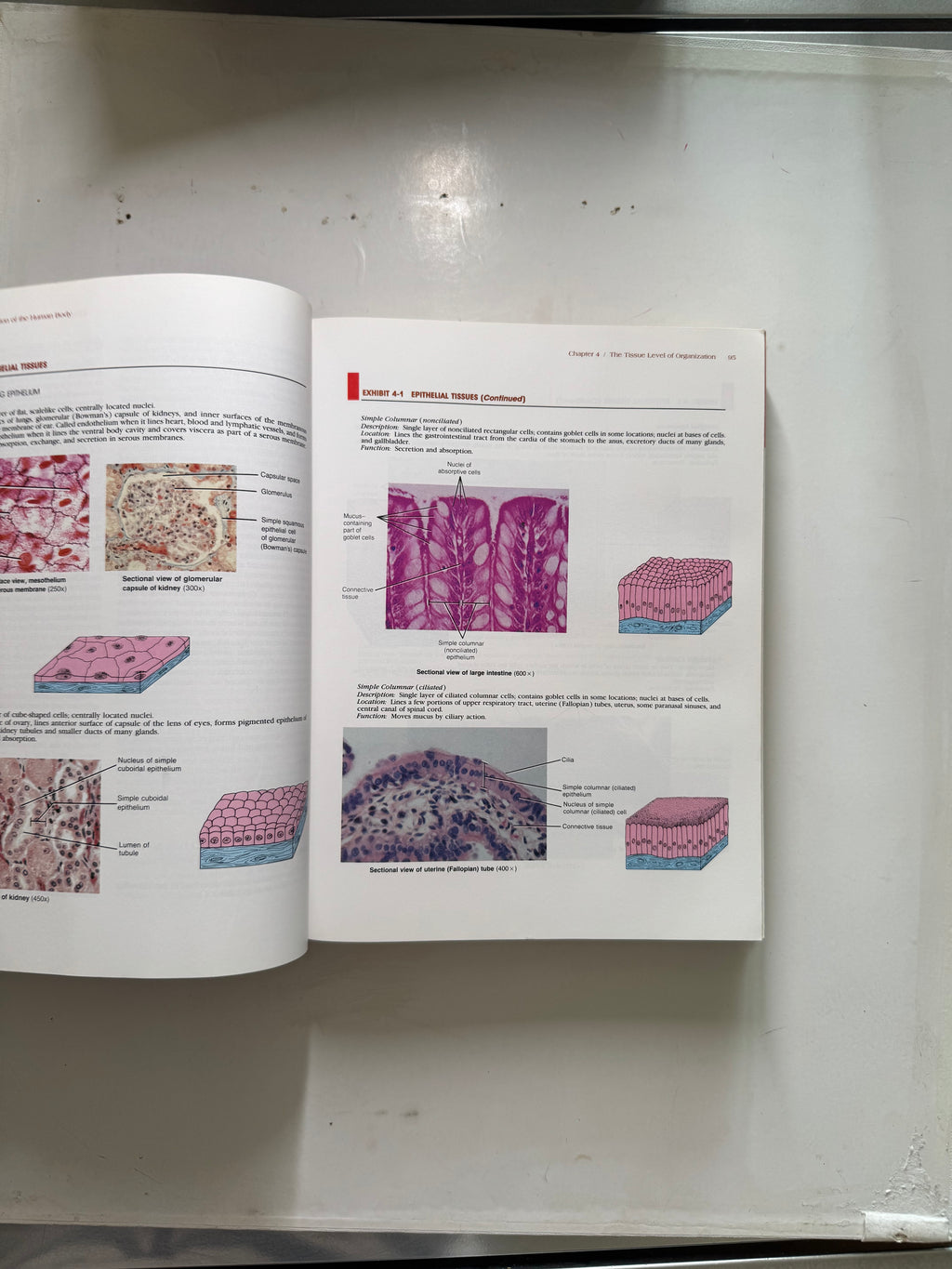 Principles of Anatomy and Physiology