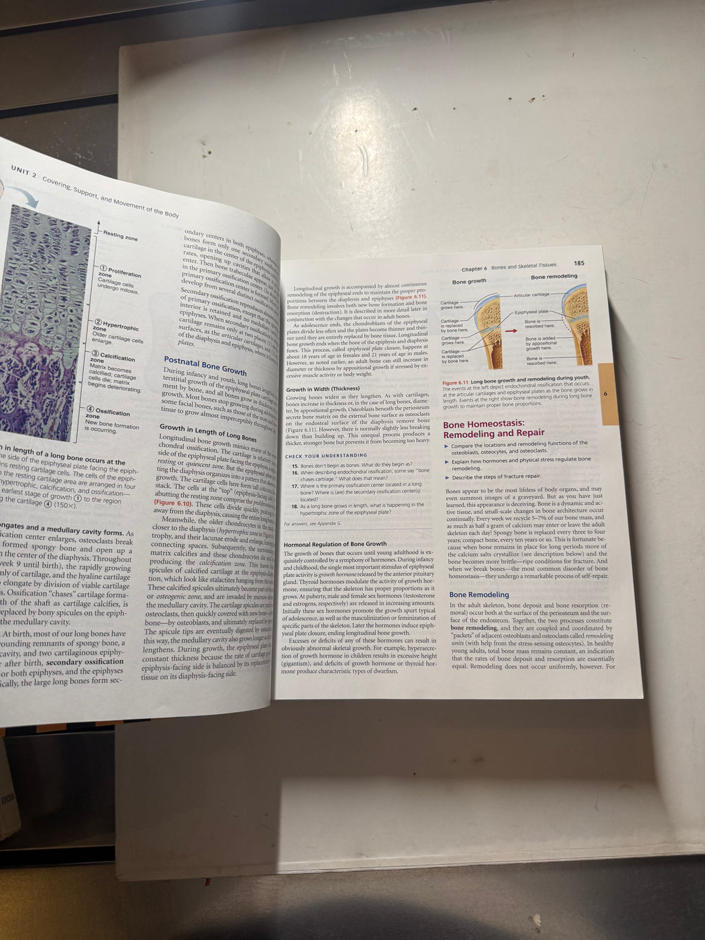 Human Anatomy & Physiology