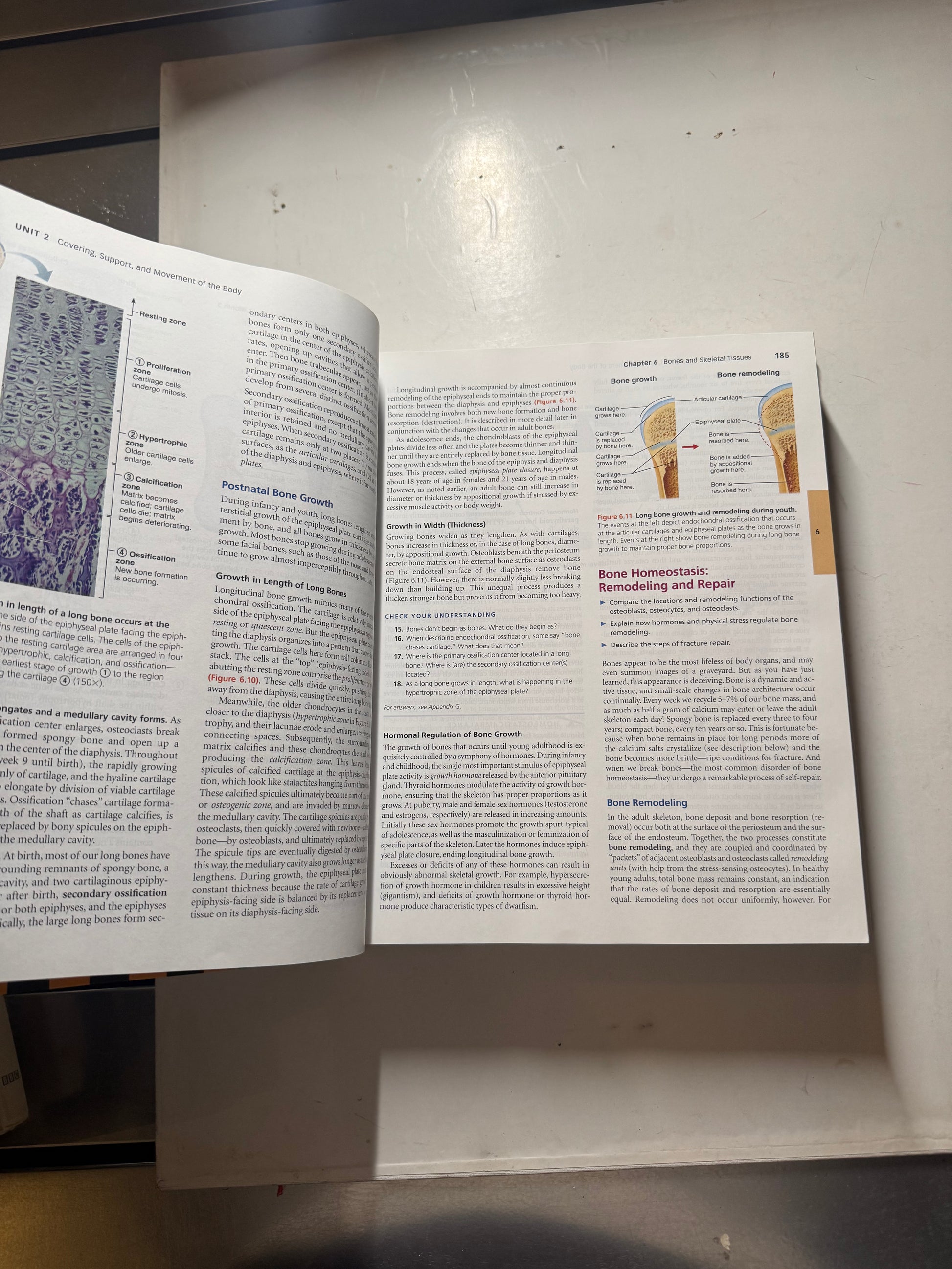 Human Anatomy & Physiology