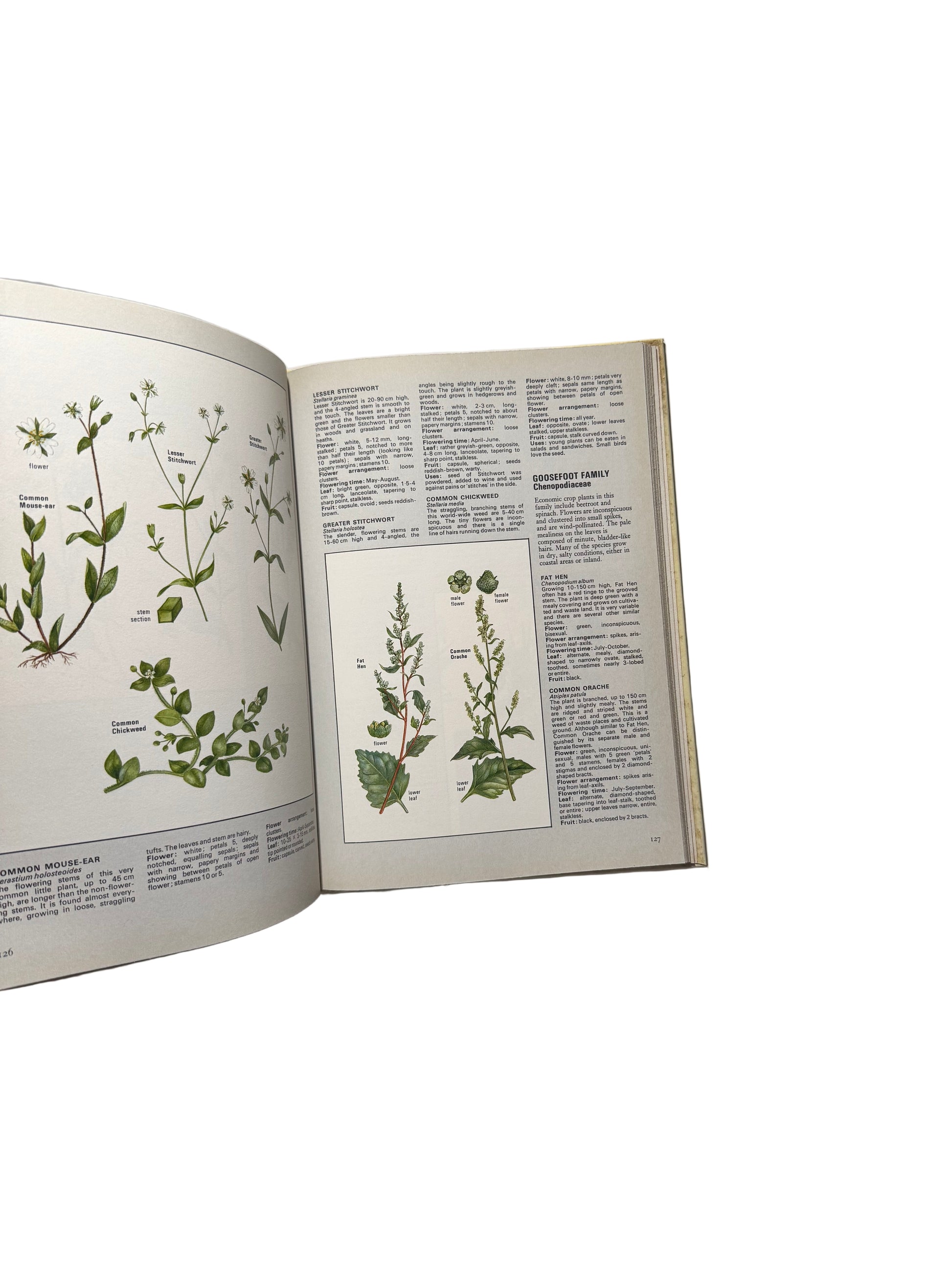 Illustrated Guide to Wild Flowers