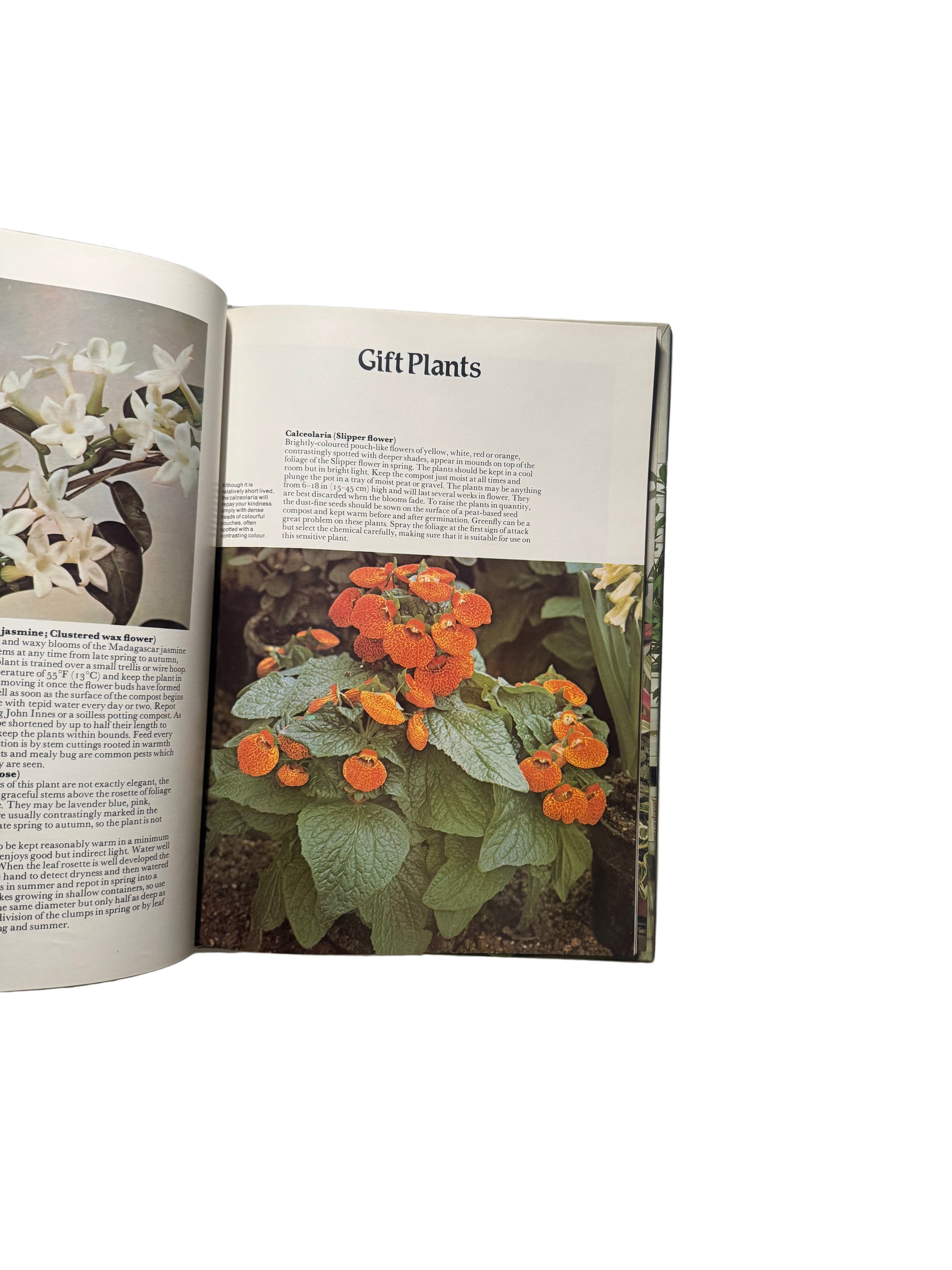 Everyone’s Book of House Plants