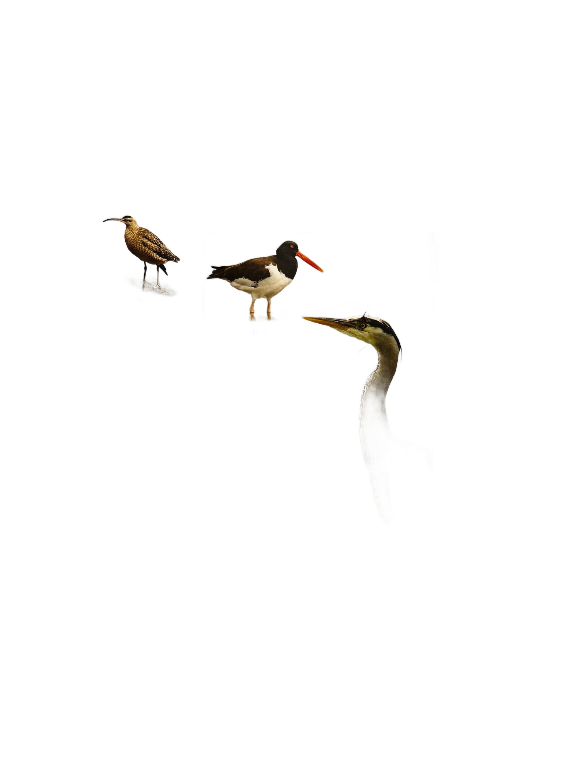 My First Animal ENCYCLOPEDIA