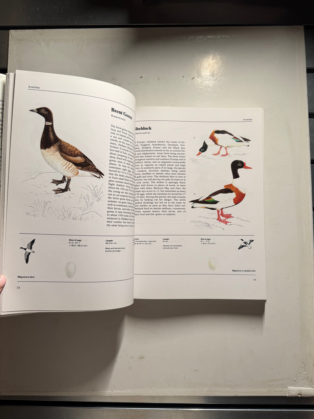 The Illustrated Book of Birds