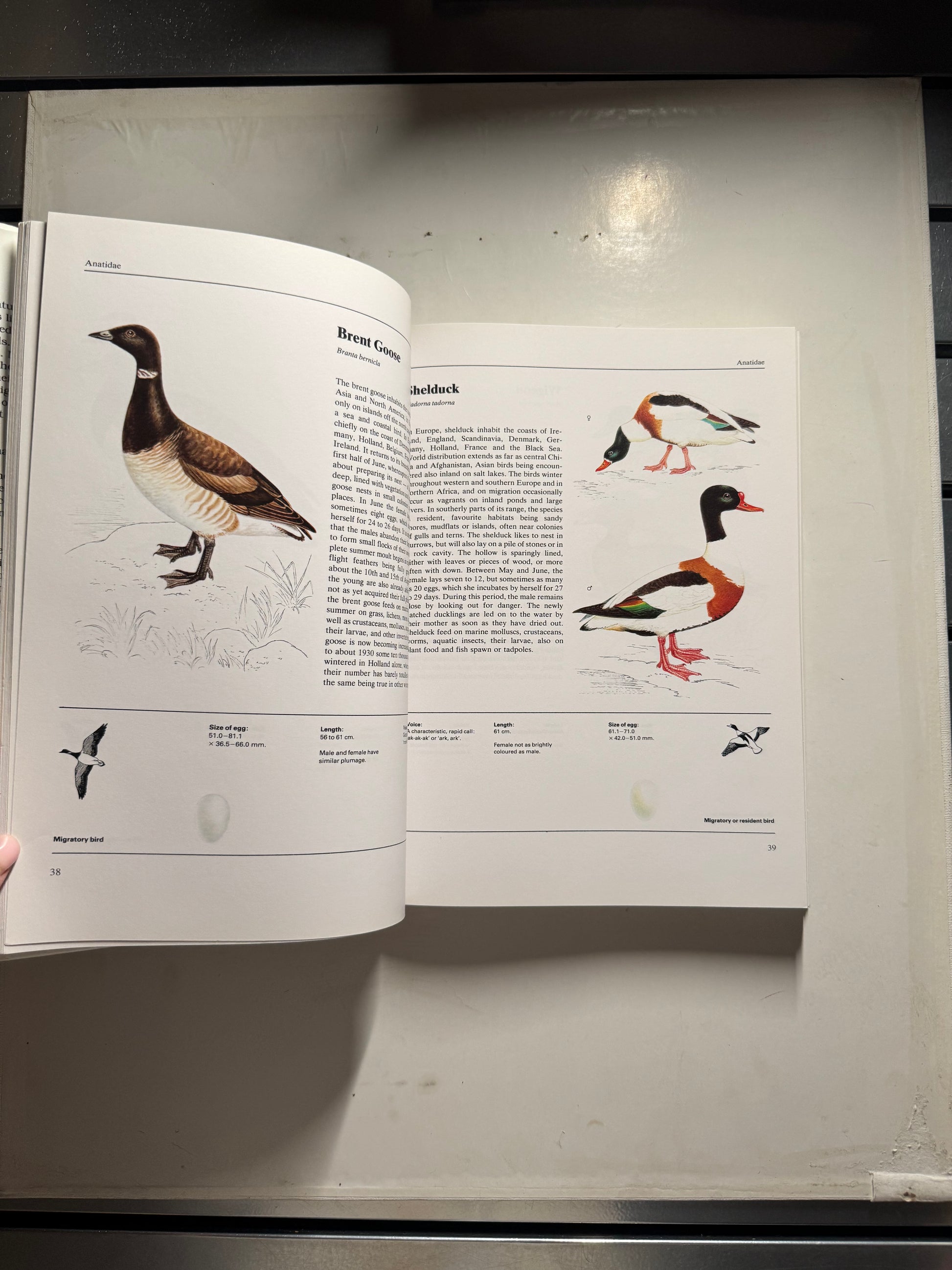 The Illustrated Book of Birds