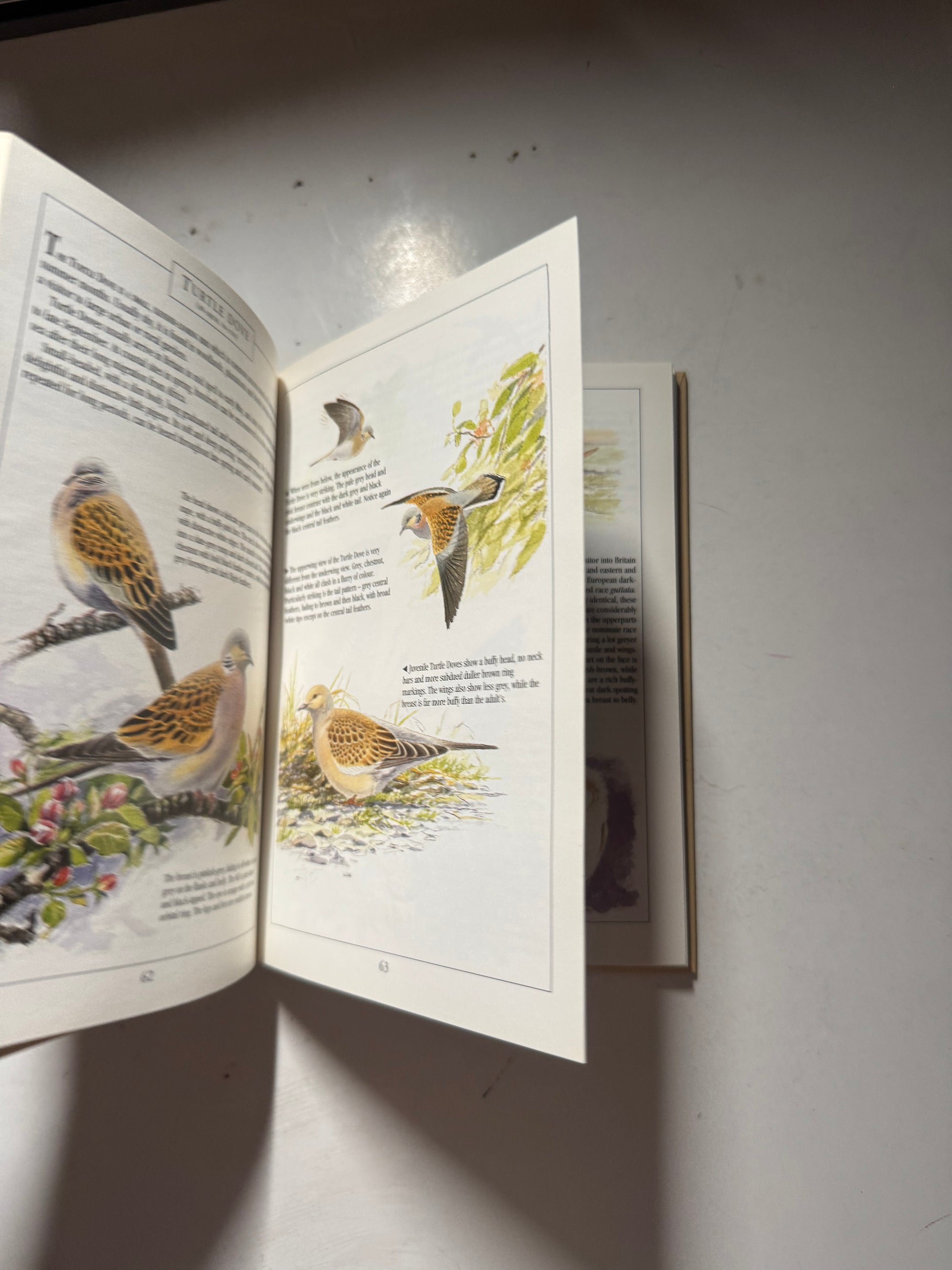 The Complete Garden Bird Book